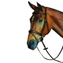 (カレッジエイト) Collegiate コンフォートクラウン パッド入り 厚手 レザー フラッシュ ブライドル 頭絡 馬具 乗馬 ホースライディング 【楽天海外直送】