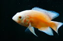 毎月5と0のつく日は ポイント5倍!! 【淡水魚】お取り寄せ...