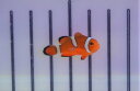 【海水魚・クマノミ】ブリード・カクレクマノミ （イレギュラーバンド）（5匹）±3-4cm (サンプル画像）（生体）(海水魚)