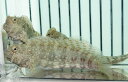 【海水魚・ギンポ】ヤエヤマギンポ （L-XLサイズ）(1匹)±8-10cm(サンプル画像）（生体）(海水魚)（サンゴ）