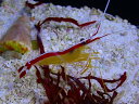 【海水魚】スカンクシュリンプ L~XLサイズ（2匹）(サンプル画像）（生体）(海水魚)（サンゴ）
