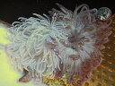 【海水生物】【イソギンチャク】L.T.アネモネ (カラー) 　【サンプル画像】(±10-15cm前後）（生体）（海水魚）（サンゴ）20201010