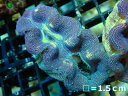 【サンゴ】ヒメシャコガイ（カラー）【1個】（±5-6cm）（サンプル画像）（生体）（サンゴ）