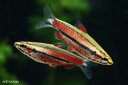 【新入荷】【熱帯魚】パープルドワーフペンシルフィッシュ 1匹