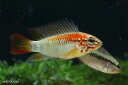 【新入荷】【熱帯魚】アピストグラマ・マクマステリー レッドショルダー 1ペア