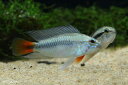 【新入荷】【熱帯魚】アピストグラマ・エリスルラ 1ペア