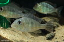 【新入荷】【熱帯魚】ゲオファーガスspタパジョス 1匹