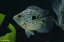 バルーンテキサスシクリッド(S) 1匹 観賞魚 魚 アクアリウム 熱帯魚 ペット
