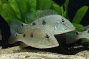 【新入荷】【熱帯魚】ゲオファーガスspコロンビア 1匹