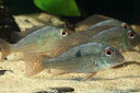 【新入荷】【熱帯魚】ゲオファーガス・ピンダレ 1匹