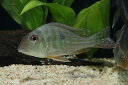 【新入荷】【熱帯魚】ゲオファーガス・アルティフロンス 1匹