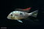 ギムノゲオファーガス・ラビアータ (EUブリード) (L) 1ペア 観賞魚 魚 アクアリウム 熱帯魚 ペット
