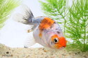 【新入荷】【金魚】江戸錦(埼玉/志村) 1匹