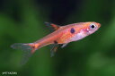 【新入荷】【熱帯魚】ボララス・マキュラータ(ワイルド) 1匹