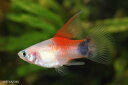 【新入荷】【熱帯魚】ハイフィンレッドトップホワイトミッキーマウス 1匹