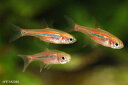 【新入荷】【熱帯魚】ボララス・ウロフタルマ 1匹