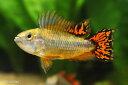 【熱帯魚】アピストグラマ・カカトゥオイデス・ダブルレッド 1ペア
