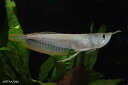 【熱帯魚】シルバーアロワナ(L) 1匹
