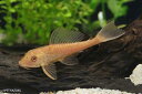 アルビノ・ヒポプレコ 1匹 観賞魚 魚 アクアリウム 熱帯魚...