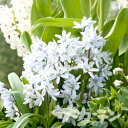 【ご予約商品ご予約区分A】■秋植え球根■シラーミスクトスケンコアナ5球入り