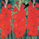 ■春植え球根■グラジオラスハンティングソング中球5球入り