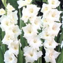 ■春植え球根■グラジオラスホワイトフレンドシップ中球5球入り