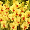 ■春植え球根■グラジオラスジェスター中球5球入り