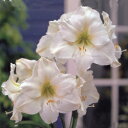 ■春植え球根■アマリリスモンテブランコ(モンブラン)1球入り