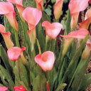 ■春植え球根■カラー 桃花(レーマニー)1球入り