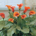 ■春植え球根■カラー マンゴ(橙花)1球入り