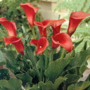 ■春植え球根■カラー マジェスティックレッド(赤花)1球入り