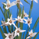 ■春植え球根■アシダンセラ5球入り