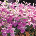 ■春植え球根■羽蝶蘭(ウチョウラン)2球入り