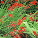 ■春植え球根■クロコスミア ルシファー7球入り