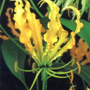 ■春植え球根■グロリオサ 黄花(ルテア)1球入り