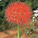 ■春植え球根■ハエマンサスムルティフローラ1球入り