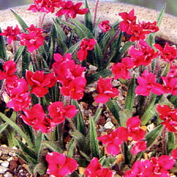 可憐な星型の花！■春植え球根■アッツザクラ（ロードヒポキシス）八重咲き　赤花（ルビーの輝き）3球入り