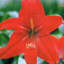 ■春植え球根■ヒッペアスケリア1球入り