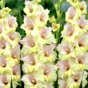 ■春植え球根■グラジオラスモン アモーレ中球5球入り