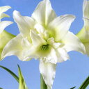 ■春植え球根■アマリリス 八重咲きアイスクイーン1球入り