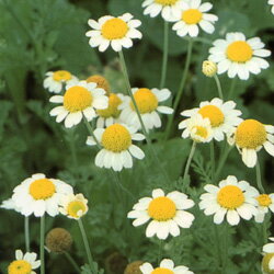 ■タネ■ハーブローマンカモミール　0．05mlグランドカバーにも。香りの芝生作りに。