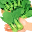 ■タネ■ミニチンゲンサイシャオパオ3mlプチサイズの青梗菜！