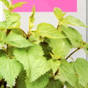 ■タネ■FRANCHI社のハーブネトル 1g