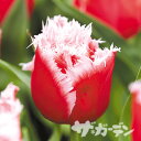 ■【ご予約商品ご予約区分A】■秋植え球根■2017年最新品種 チューリップニューサンタフリンジ咲き5球入り