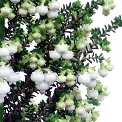 花 新鮮情報 気になる植物 白エリカ