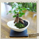 ■観葉植物小鉢■ガジュマル苔盆栽 ギフトにおすすめ!【楽ギフ_包装】【楽ギフ_メッセ入力】
