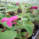 チェリーセージ パープル 3号苗(c13)