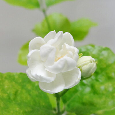 ■新鮮花壇苗■八重咲きマツリカ　アラビアジャスミン　ピカケ10．5cmポット苗