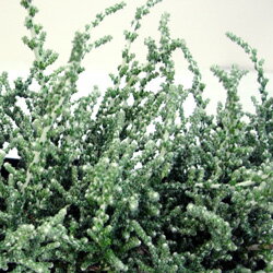 ■新鮮花壇苗■シルバーグリーンが綺麗！オレアリア　シルバーナイト3号ポットオレアリア