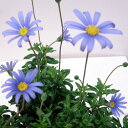 ■新鮮花壇苗■ブルーデージー9〜10.5cmポット苗...